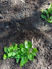Pterostylis