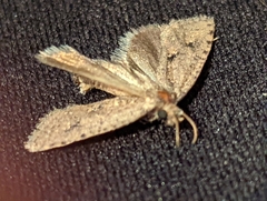 Acrolophinae