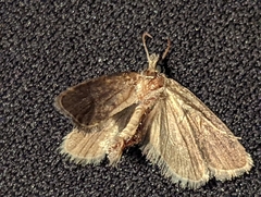 Acrolophinae