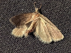 Acrolophinae