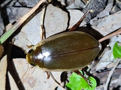 Cybistrinae