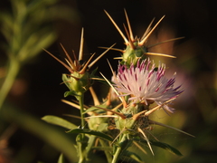 Centaurea iberica
