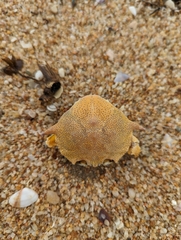 Matuta victor
