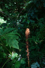 Orobanche