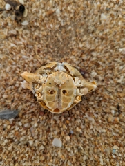 Matuta victor