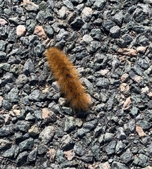 Phragmatobia fuliginosa
