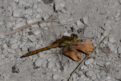 Sympetrum striolatum