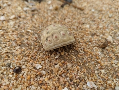 Echinoidea