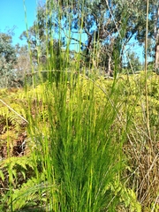 Baloskion tetraphyllum