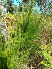 Baloskion tetraphyllum