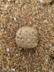Echinoidea