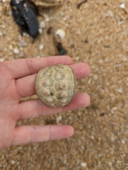Echinoidea