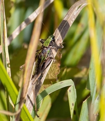 Metrioptera brachyptera