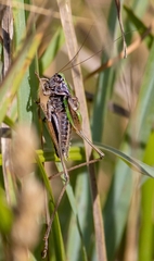 Metrioptera brachyptera