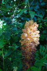 Orobanche