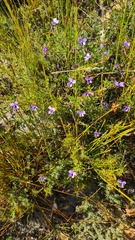 Viola decumbens scrotiformis