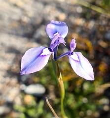 Moraea tripetala