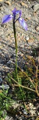 Moraea tripetala