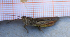 Chorthippus biguttulus