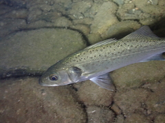 Dicentrarchus labrax