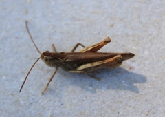 Chorthippus biguttulus