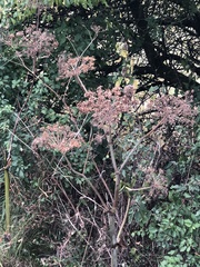 Heracleum mantegazzianum