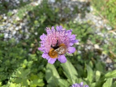 Bombus pascuorum