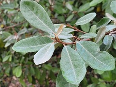 Elaeagnus formosana