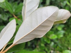 Elaeagnus formosana