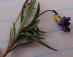 Viola decumbens scrotiformis