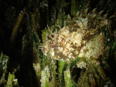 Scorpaena porcus