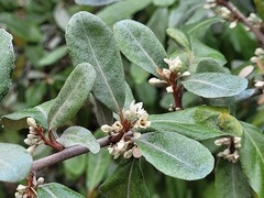 Elaeagnus formosana