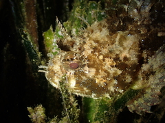 Scorpaena porcus