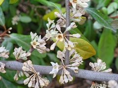 Elaeagnus formosana