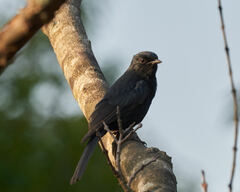 Melaenornis pammelaina