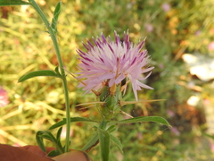 Centaurea iberica