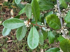 Elaeagnus formosana