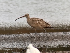 Numenius madagascariensis