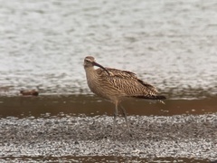 Numenius madagascariensis