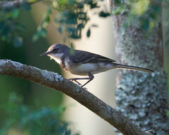 Motacilla capensis capensis
