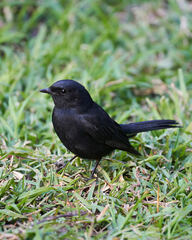 Melaenornis pammelaina