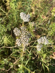 Achillea millefolium