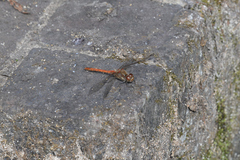 Sympetrum striolatum