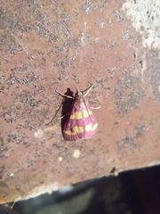 Pyrausta