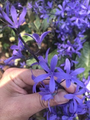Petrea