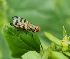 Melieria crassipennis