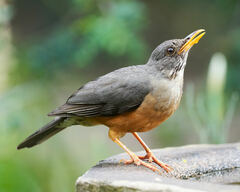 Turdus olivaceus pondoensis