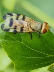 Melieria crassipennis