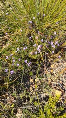 Viola decumbens scrotiformis
