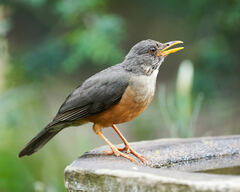 Turdus olivaceus pondoensis